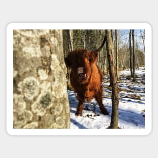 Scottish Highland Cattle Cow 2346 Sticker